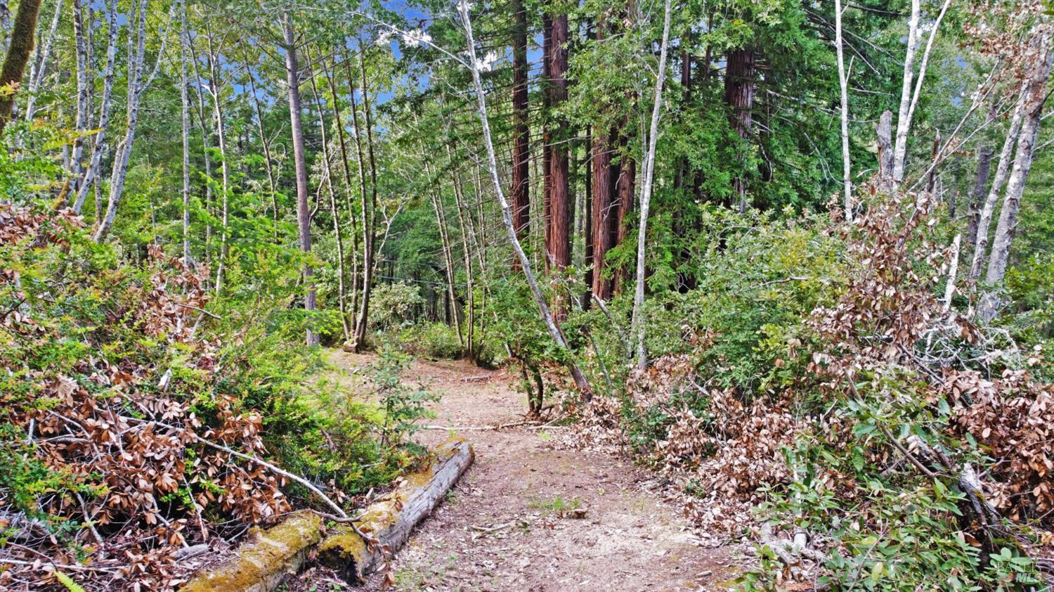21155 Siri Road Guerneville, CA 95446 - Photo 26 of 30 a view of a garden with large trees