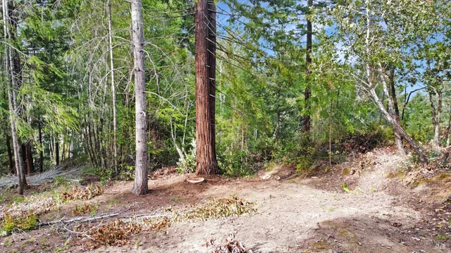 a view of a forest filled with trees