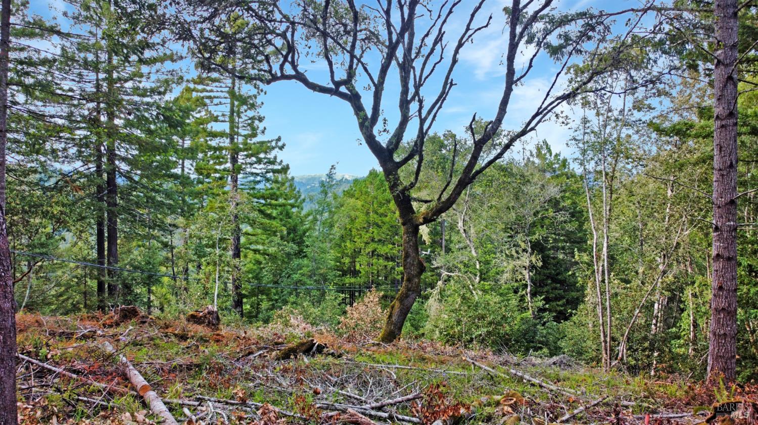 21155 Siri Road Guerneville, CA 95446 - Photo 29 of 30 a view of a forest filled with trees