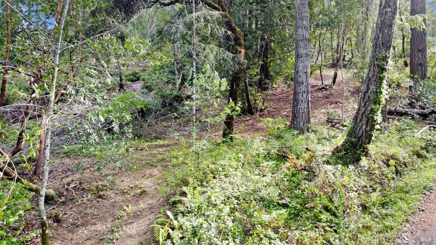 21155 Siri Road Guerneville, CA 95446 - Photo 30 of 30 a view of a garden with plants and trees