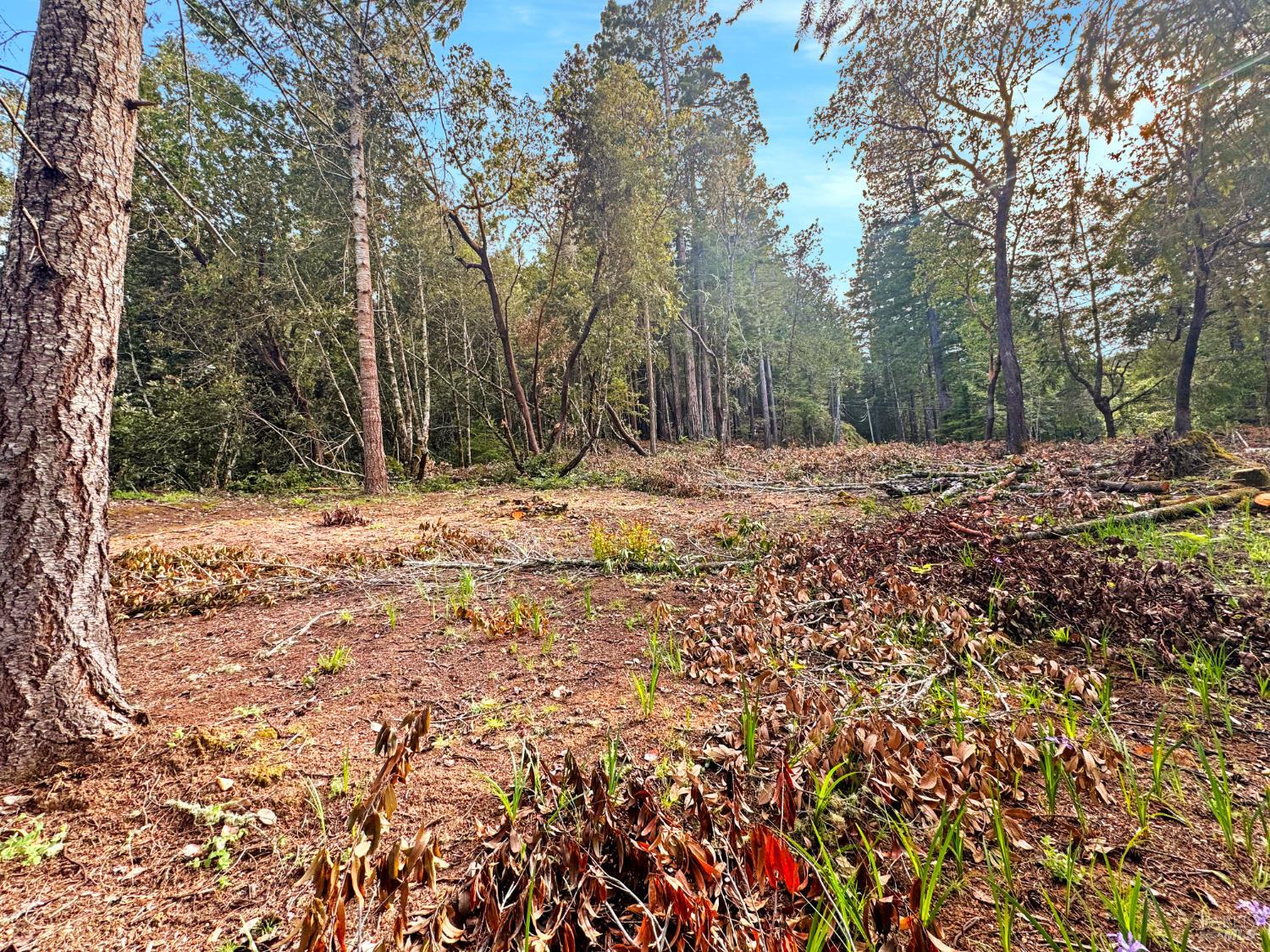21155 Siri Road Guerneville, CA 95446 - Photo 5 of 30 a view of a yard with trees