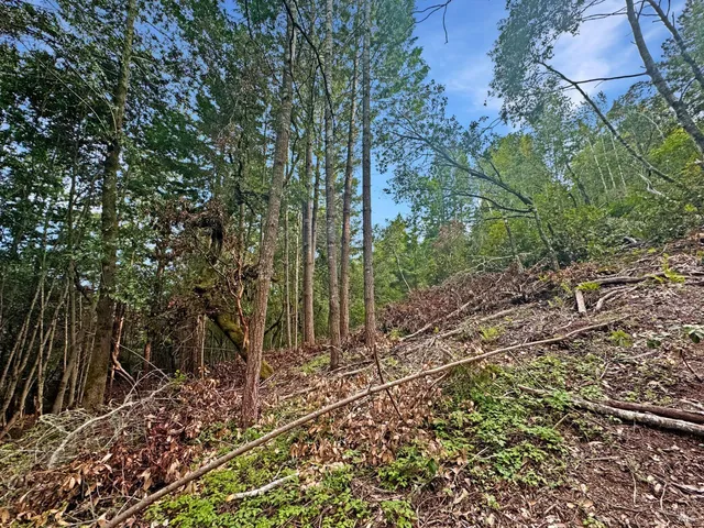 a view of a yard with plants and trees