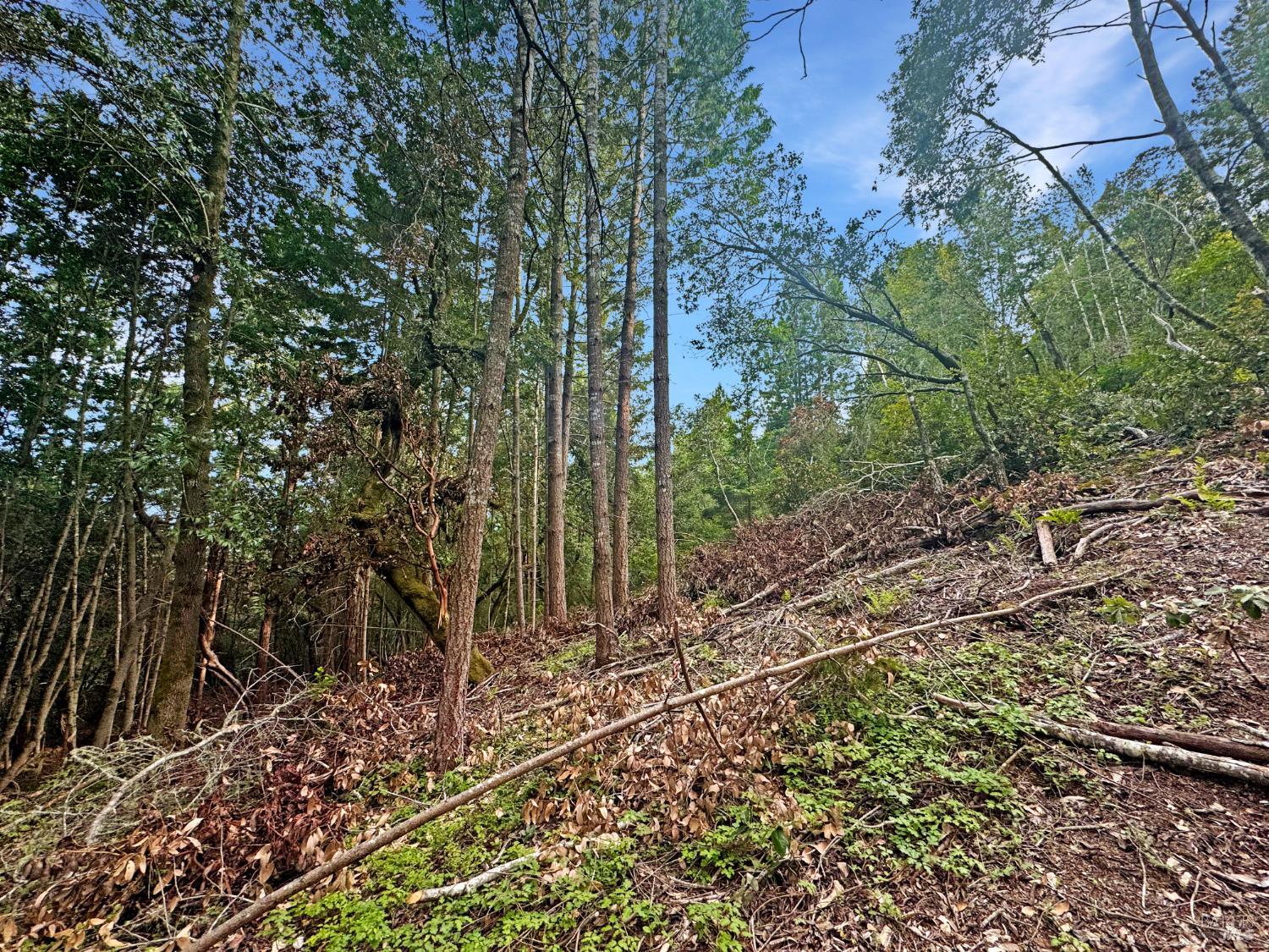 21155 Siri Road Guerneville, CA 95446 - Photo 6 of 30 a big yard with lots of green space
