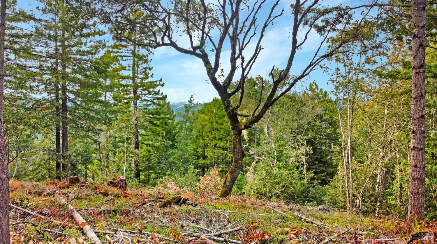 21155 Siri Road Guerneville, CA 95446 - Photo 7 of 30 a view of a yard with plants and trees