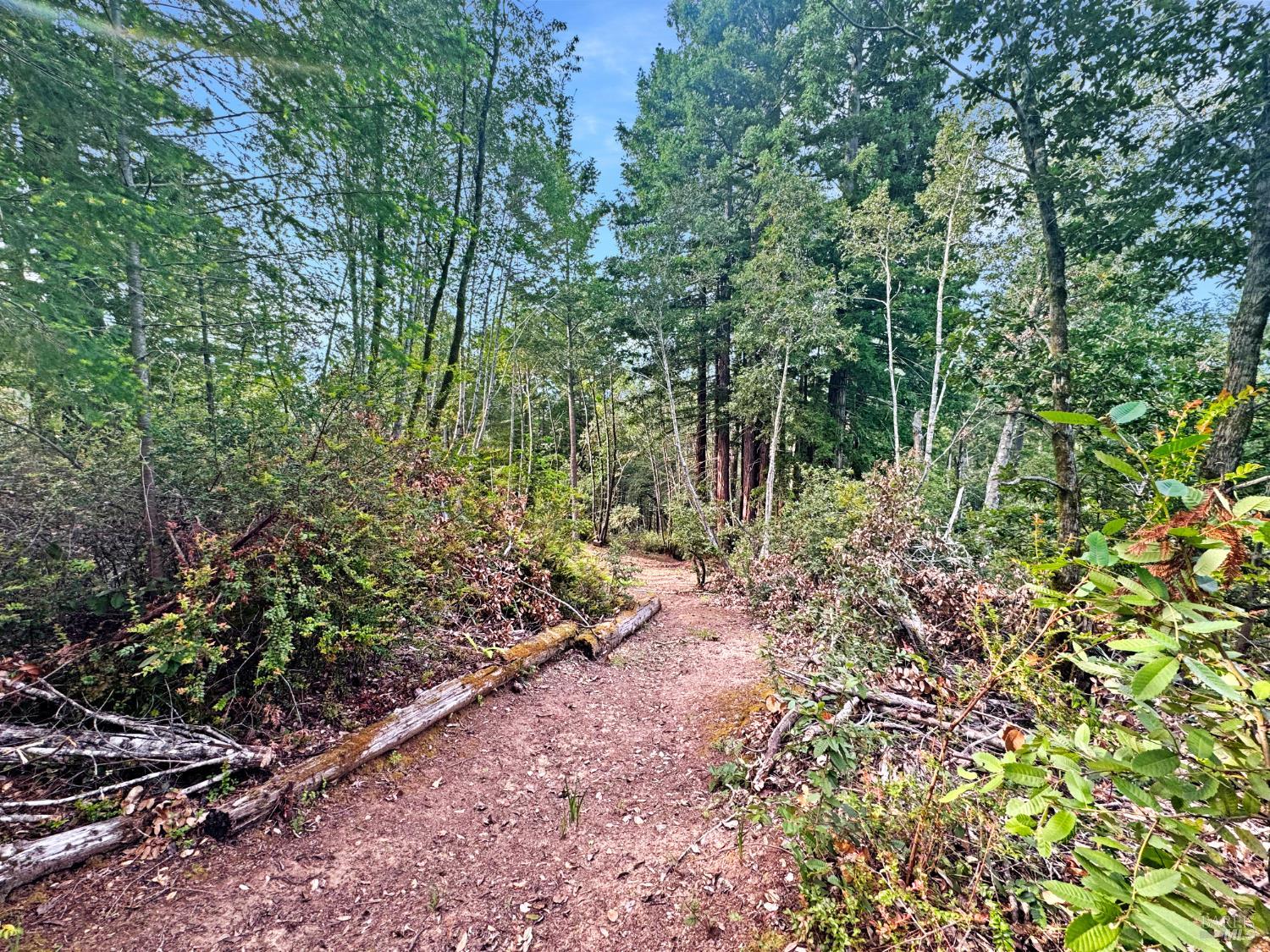 21155 Siri Road Guerneville, CA 95446 - Photo 9 of 30 a backyard of a house with lots of green space