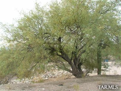 3405 East River Road Tucson, AZ 85718 - Photo 10 of 12 Gallery Image 10