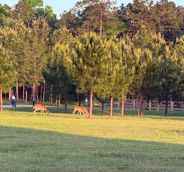 835 Stutts Hill Road Livingston, TX 77351 - Photo 49 of 50 Yard View