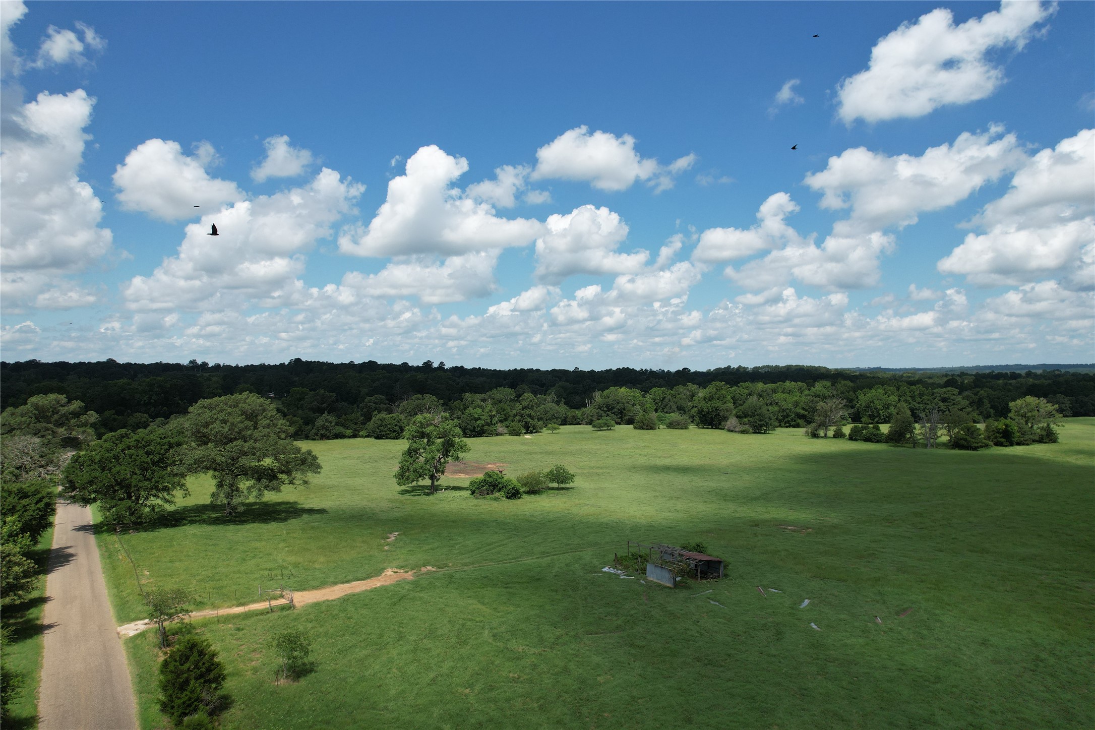 219 An County Road 185 Elkhart, TX 75839 - Photo 16 of 36 a view of a big yard with a large tree