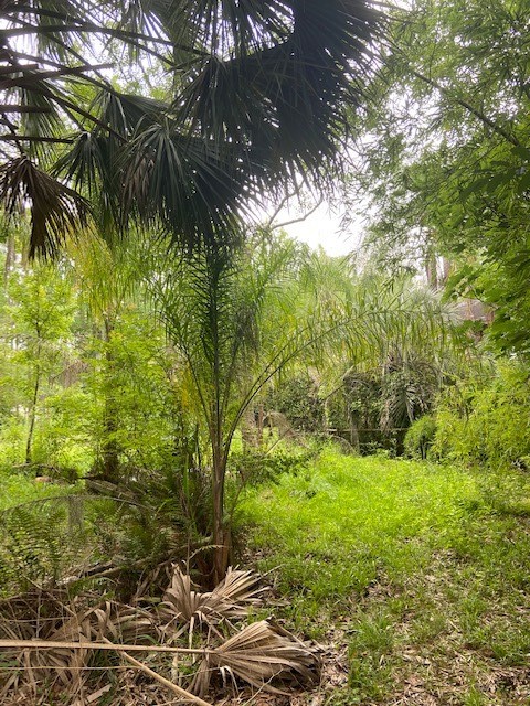 95305 Rainbow Acres Road Fernandina Beach, FL 32034 - Photo 3 of 5 Queen Palms