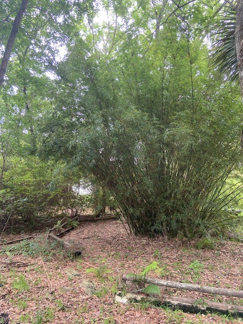 95305 Rainbow Acres Road Fernandina Beach, FL 32034 - Photo 4 of 5 Bamboo