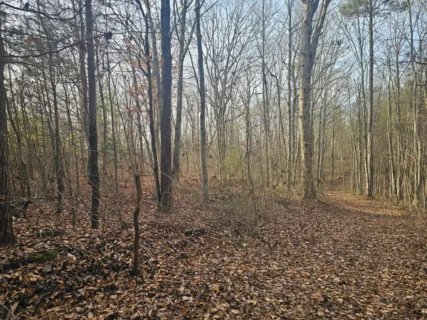 a view of a yard with trees