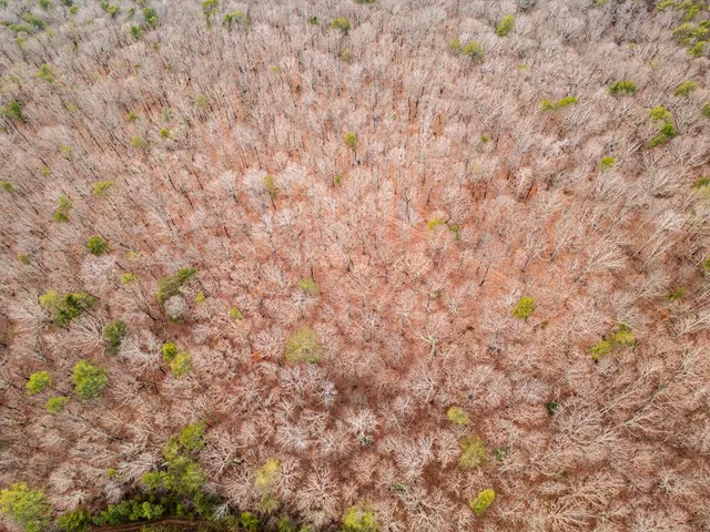 a view of a lush green space with sea