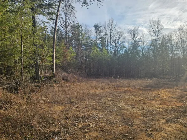 a view of a dry yard with trees
