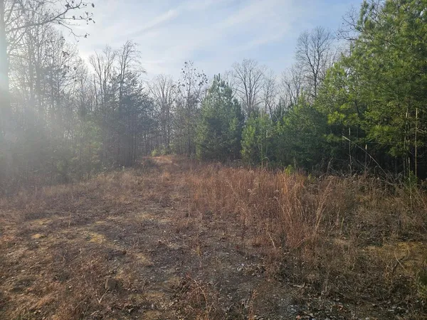 a view of a forest with trees in the background