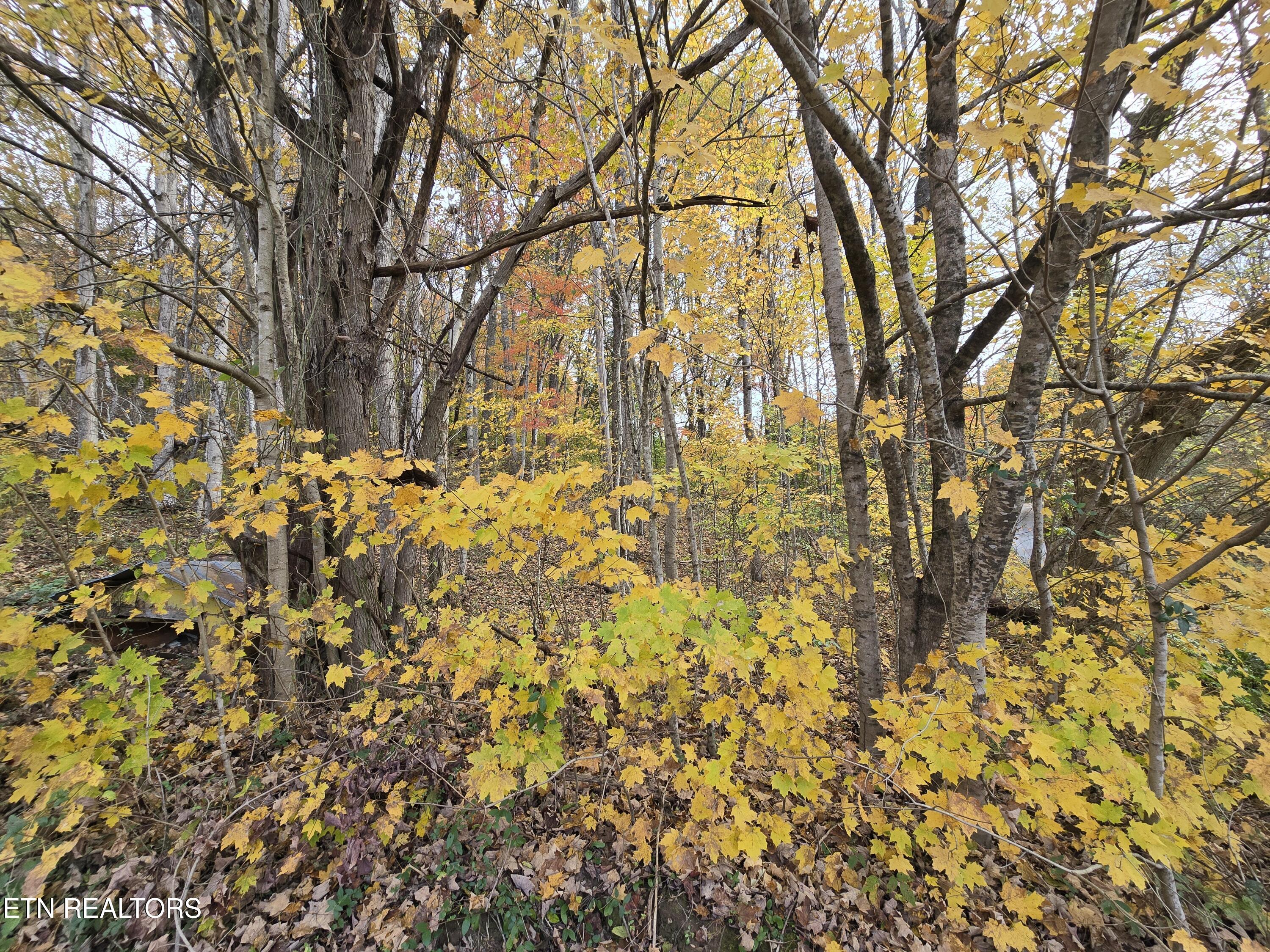 227 Elihu Road Sneedville, TN 37869 - Photo 10 of 30 20251101_142948