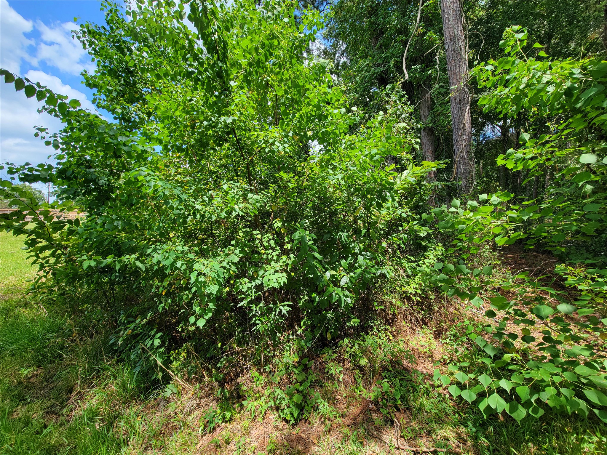 0 Tri Lakes Road Montgomery, TX 77316 - Photo 12 of 20