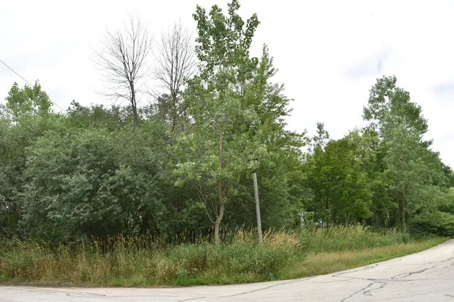 a view of a lush green forest