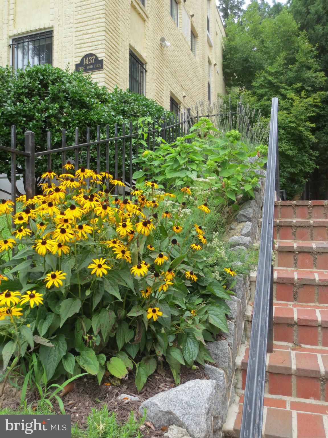 1437 Spring Road Northwest, Unit 15 Washington, DC 20010 - Photo 21 of 21 Exterior Entry Steps