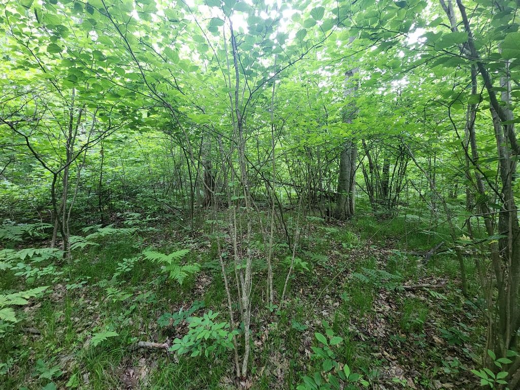 1-acre West Monroe Road Harrison, MI 48625 - Photo 11 of 22 Gallery Image 11
