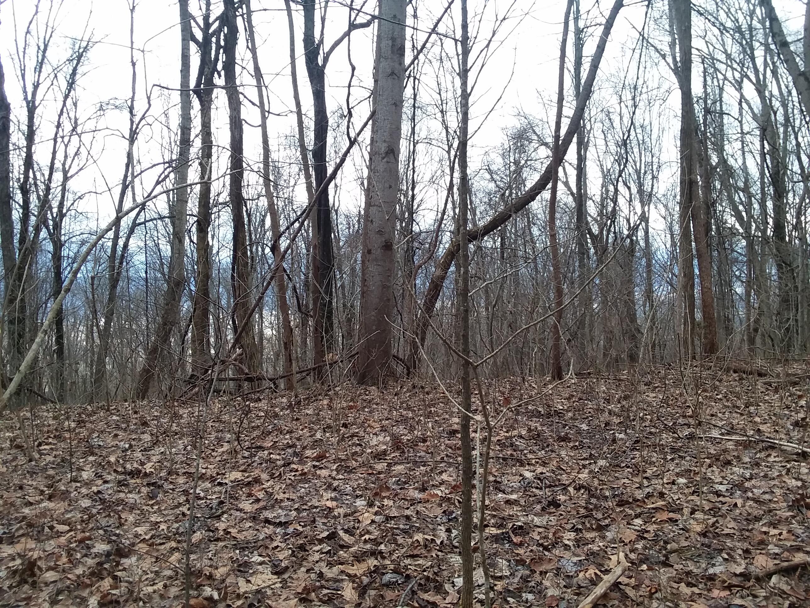 105 Rigsby Toll Road, Unit 105 Pikeville, TN 37367 - Photo 4 of 5 20230125_132829