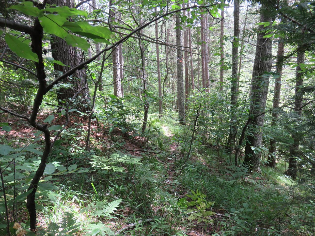 0 Lassig Road Rhinelander, WI 54501 - Photo 26 of 38 Gallery Image 26