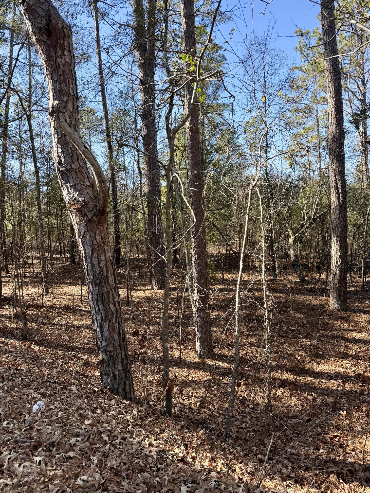 0 Chime Bell Church Road Aiken, SC 29803 - Photo 1 of 13 Gallery Image 1