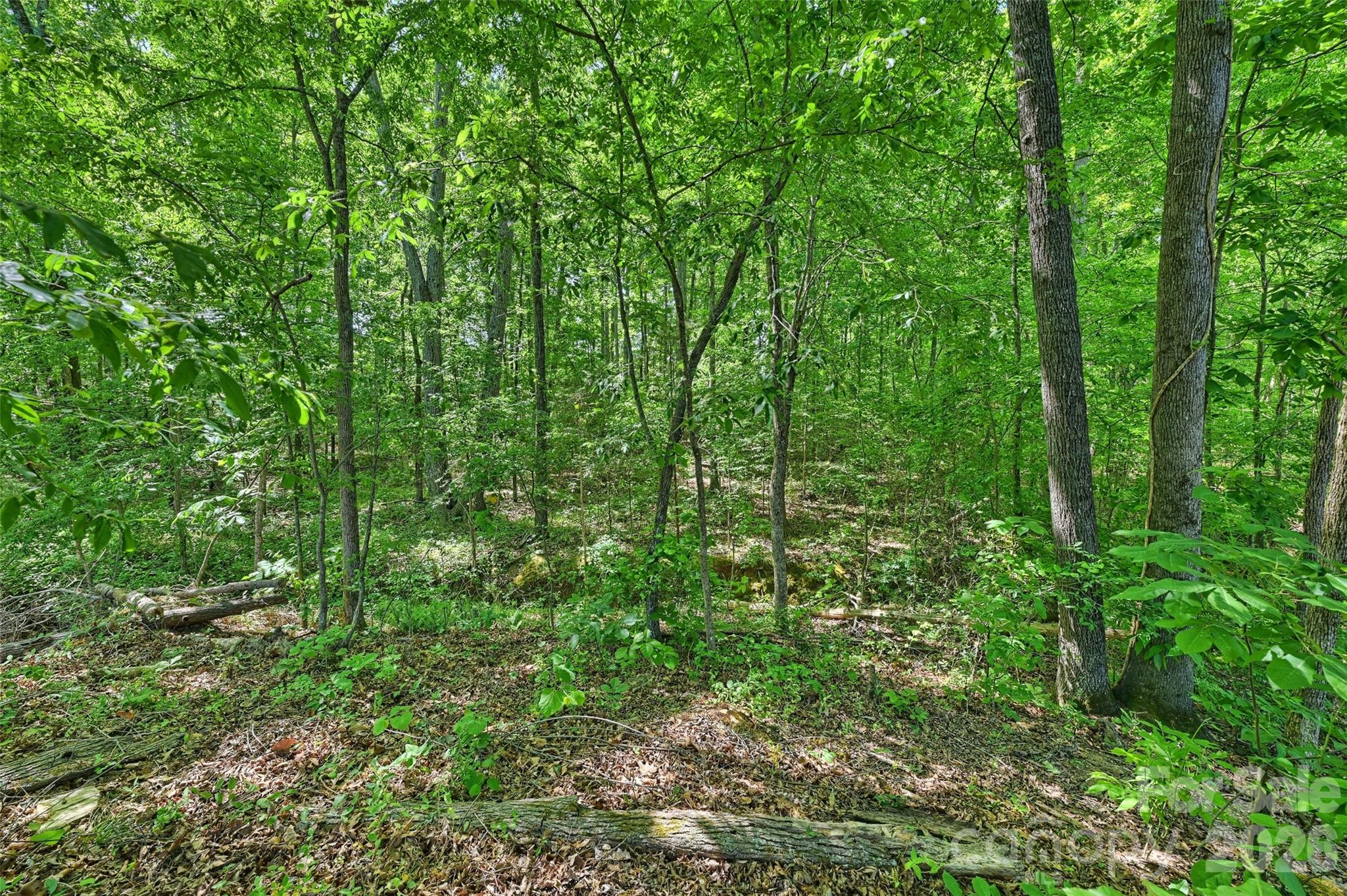 2500 Grayson Parkway Monroe, NC 28110 - Photo 37 of 41 a view of a lush green forest