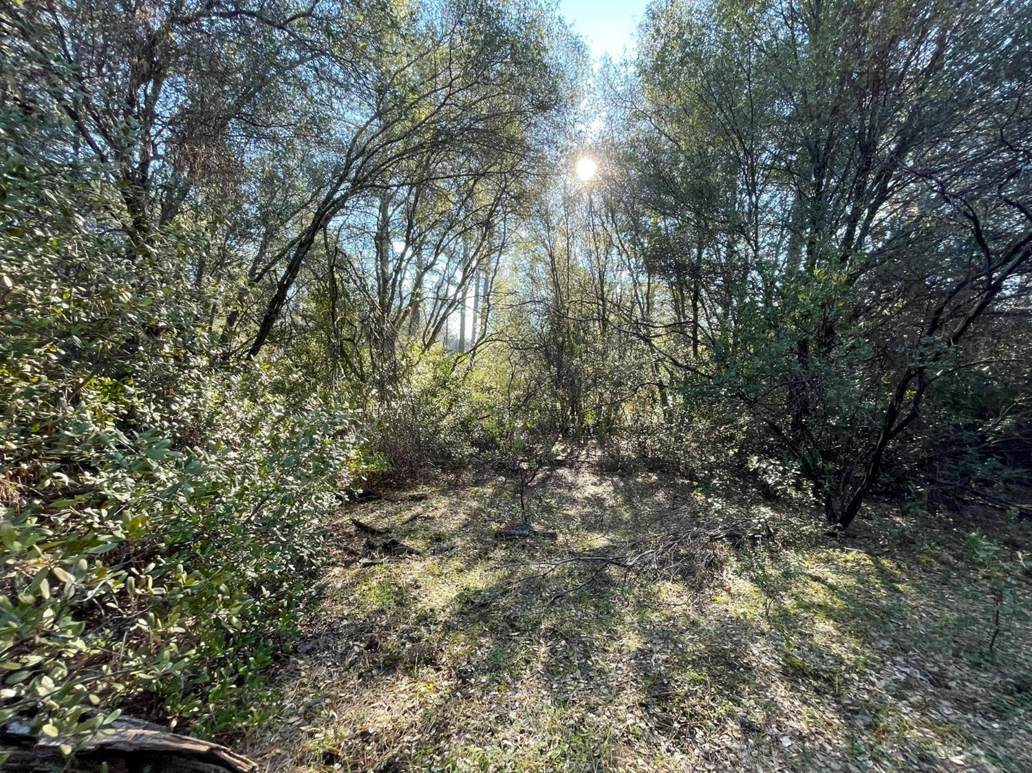 3040 Wolverine Court El Dorado, CA 95623 - Photo 13 of 23 a view of a yard with a tree