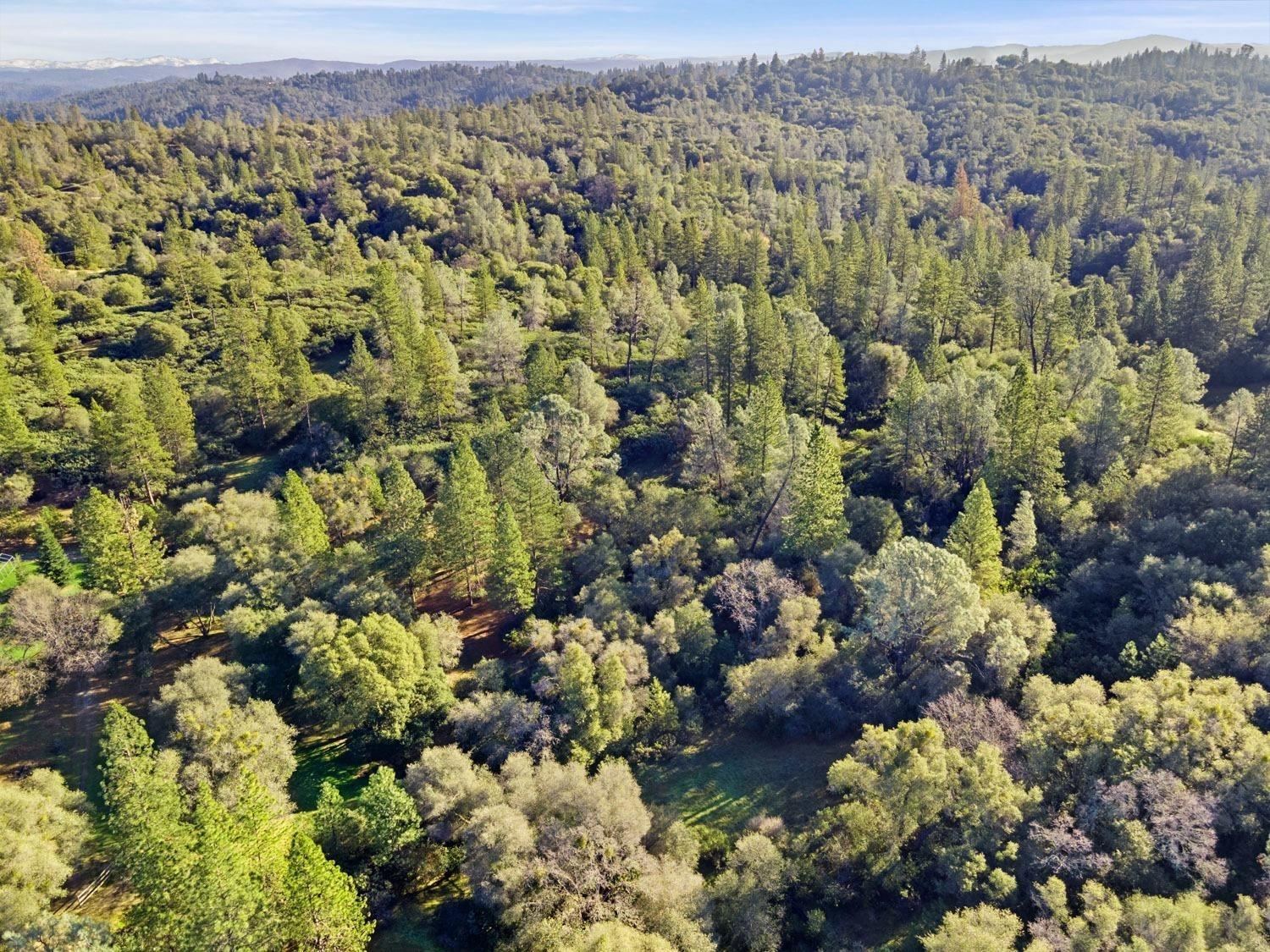 3040 Wolverine Court El Dorado, CA 95623 - Photo 23 of 23 a view of a bunch of flowers and trees