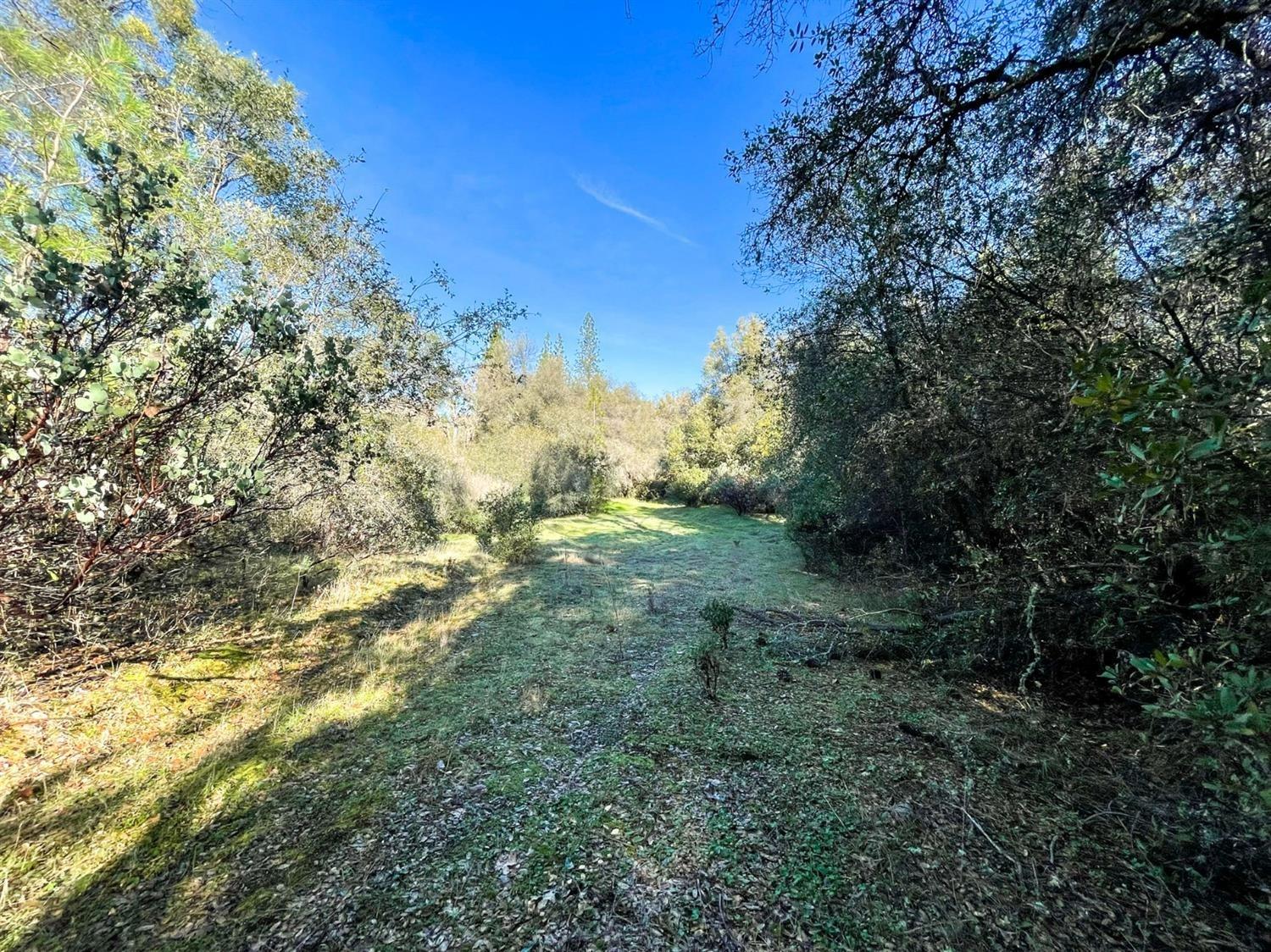 3040 Wolverine Court El Dorado, CA 95623 - Photo 10 of 23 a view of a yard with trees in the background