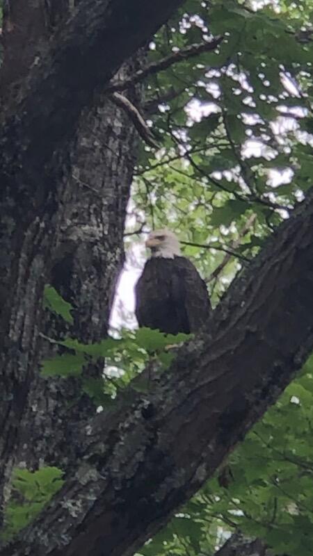429 Songo School Road Naples, ME 04055 - Photo 34 of 43 Resident Eagle