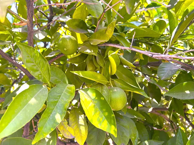 $260,000 | 3223 East Madison Avenue, Fresno, CA 93702