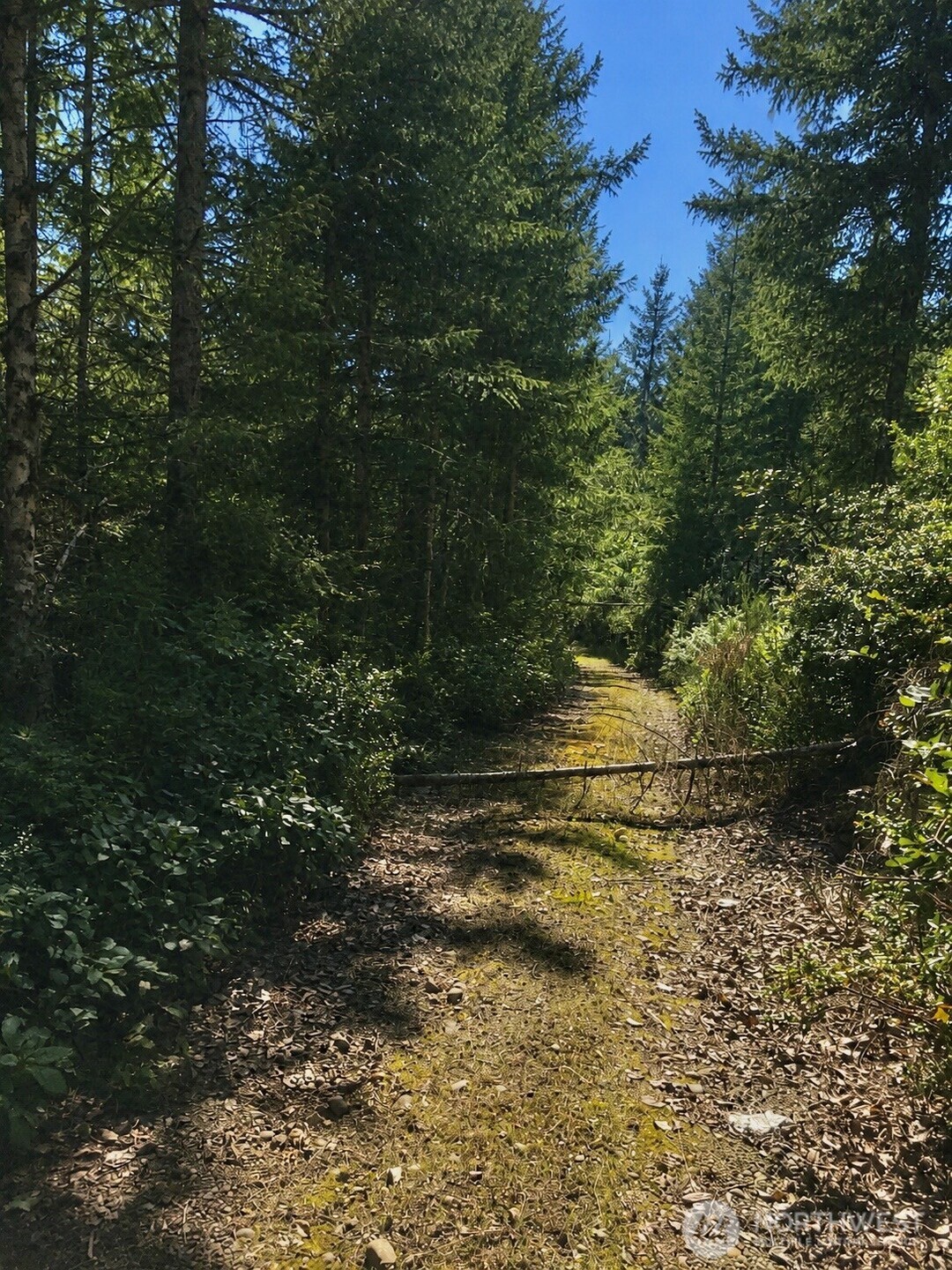 7611 North Triton Heights Road Lilliwaup, WA 98555 - Photo 27 of 35 a view of a yard with trees