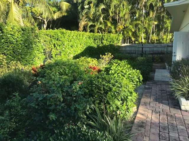 a view of a garden with a tree