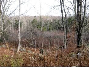 321 Hedgehog Hill Road South Mount Holly, VT 05730 - Photo 9 of 16 Gallery Image 9