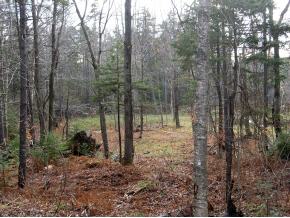 321 Hedgehog Hill Road South Mount Holly, VT 05730 - Photo 10 of 16 Gallery Image 10