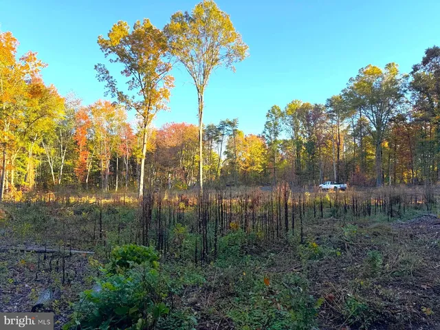 a view of yard with trees