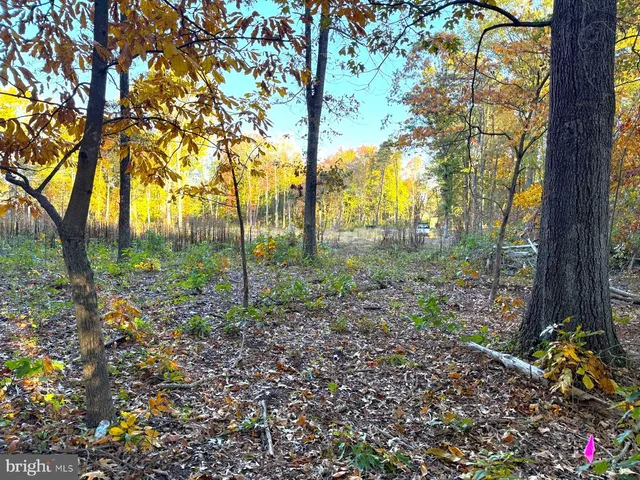 a view of a yard with plants and trees