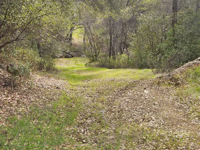 a view of a yard with trees