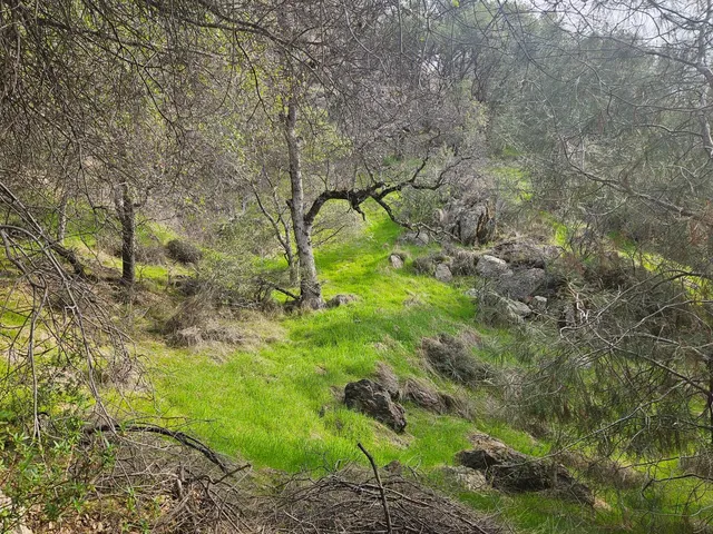 a backyard of a building with lots of trees