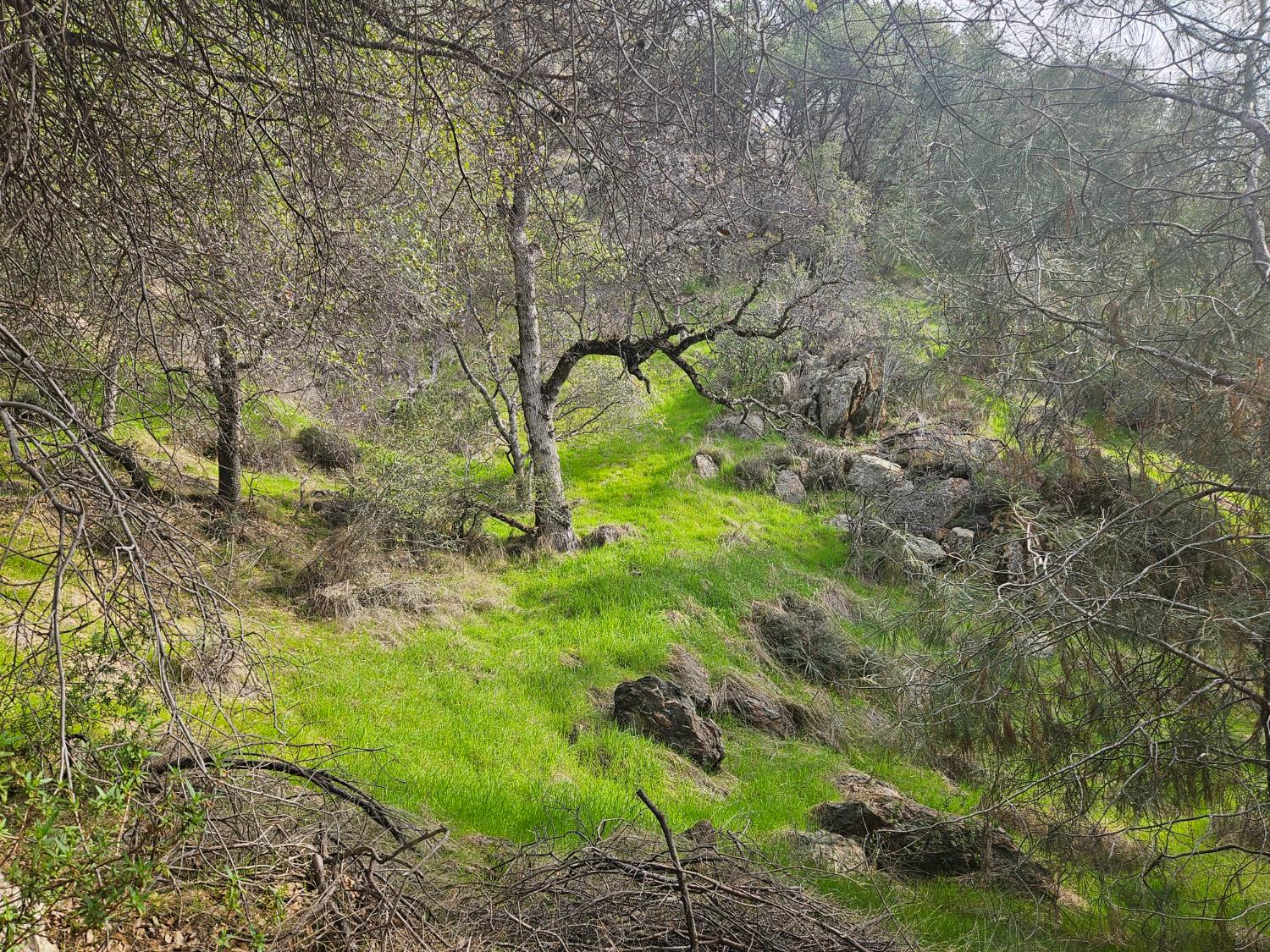 4394 Appaloosa Road Angels Camp, CA 95222 - Photo 15 of 31 a backyard of a building with lots of trees
