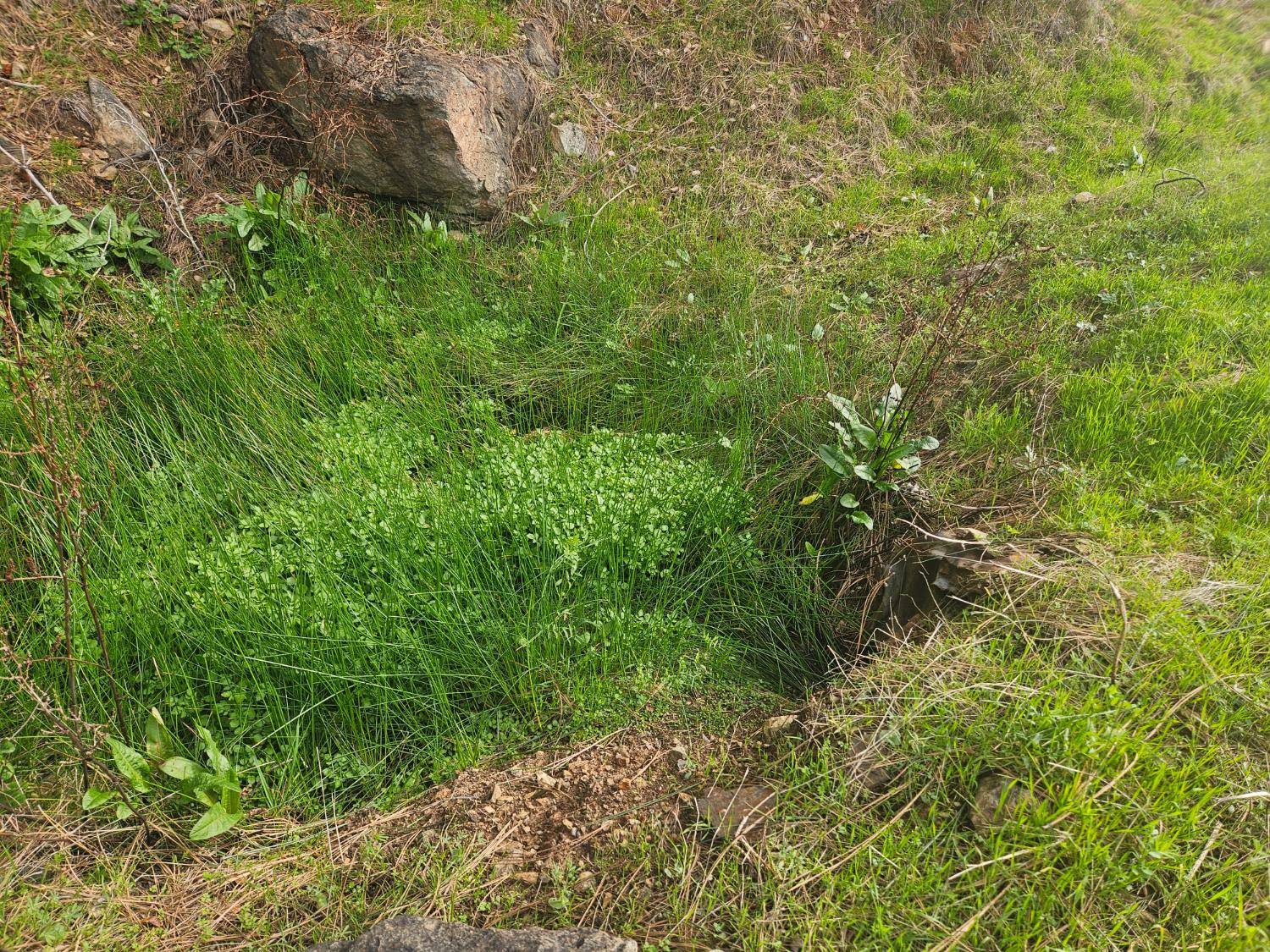 4394 Appaloosa Road Angels Camp, CA 95222 - Photo 16 of 31 a view of a garden