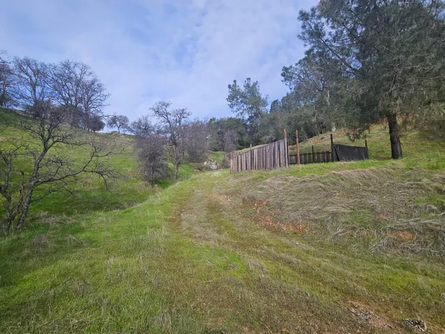 a view of large trees with a yard