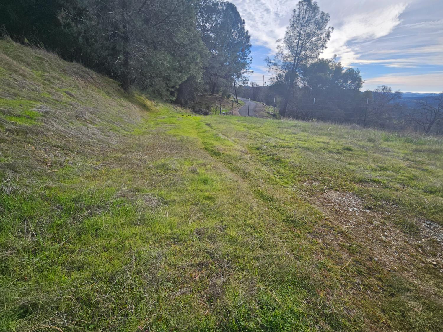 4394 Appaloosa Road Angels Camp, CA 95222 - Photo 21 of 31 a view of large trees with a yard