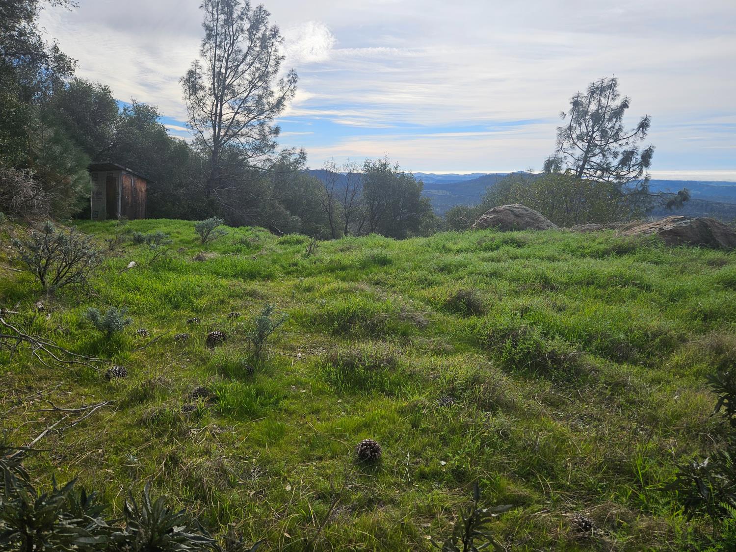 4394 Appaloosa Road Angels Camp, CA 95222 - Photo 23 of 31 a view of a yard with an tree and fence