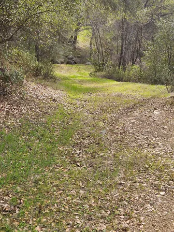 a view of a yard with a tree