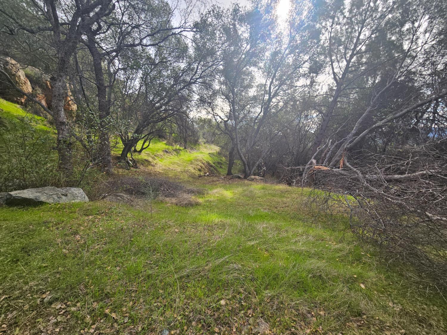 4394 Appaloosa Road Angels Camp, CA 95222 - Photo 27 of 31 a view of a yard with a tree