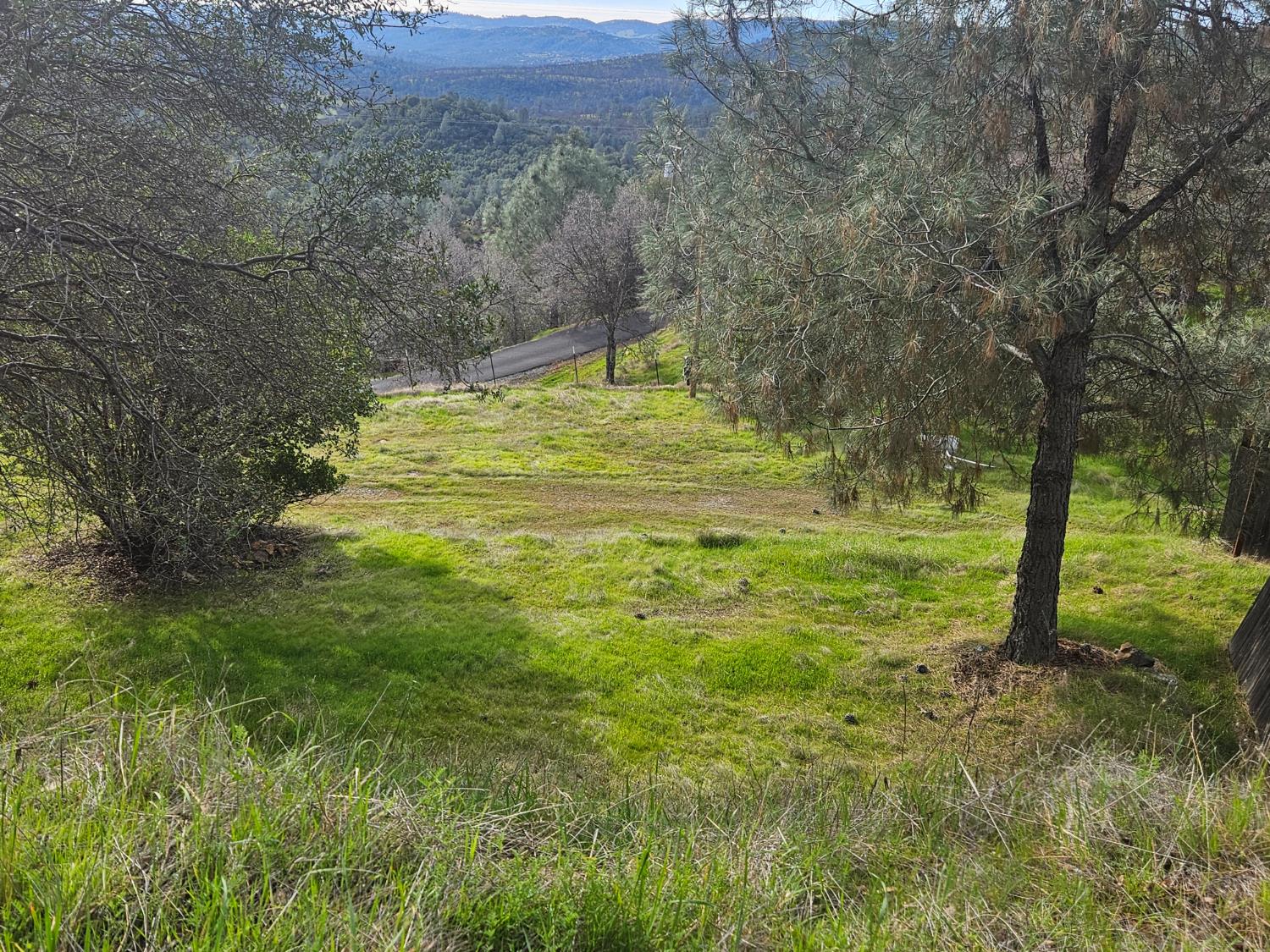 4394 Appaloosa Road Angels Camp, CA 95222 - Photo 28 of 31 a large garden with lots of trees