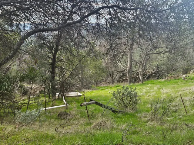 a garden with lots of trees