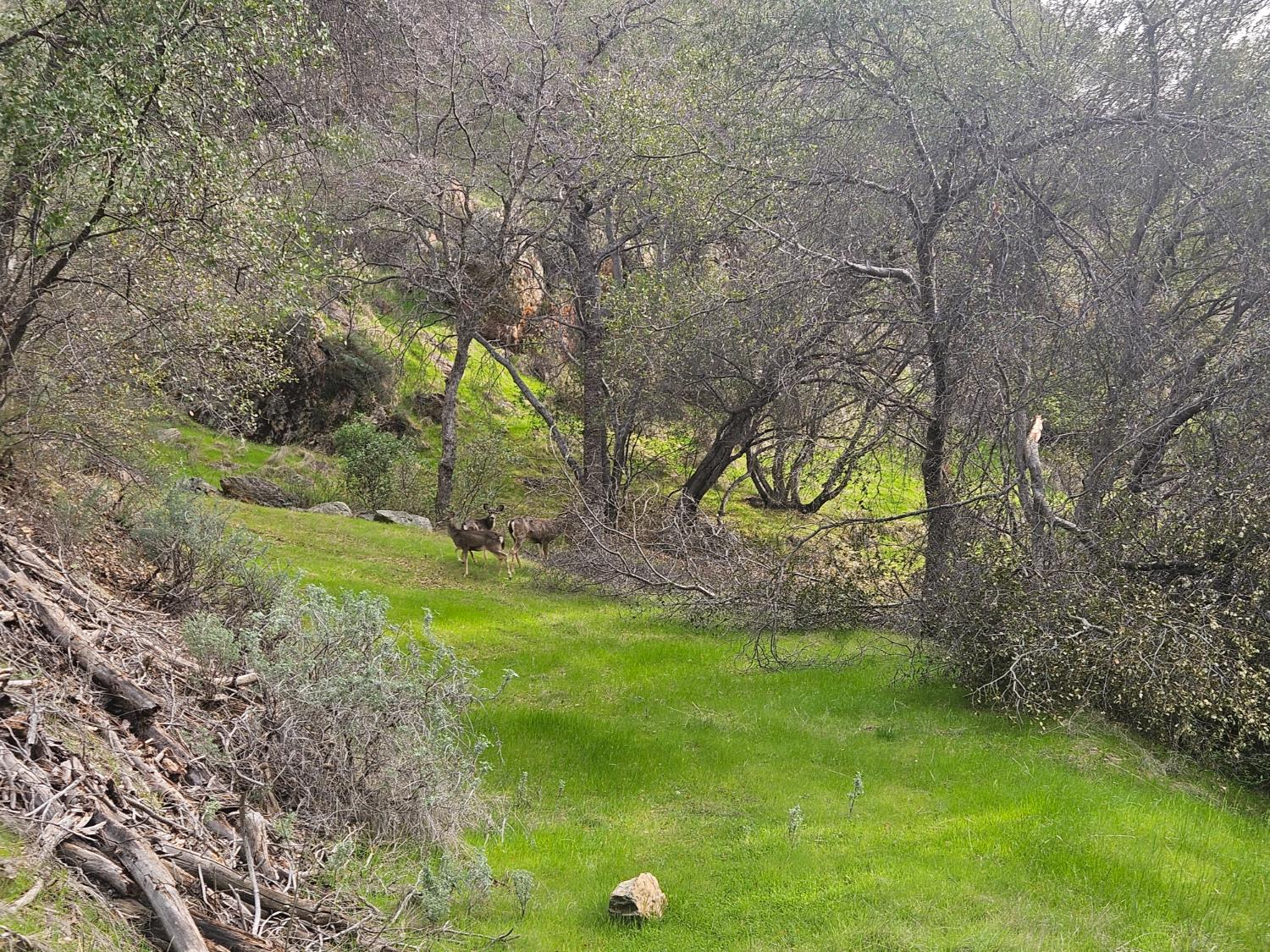 4394 Appaloosa Road Angels Camp, CA 95222 - Photo 6 of 30 The beauty of the land. Several deer on the property.